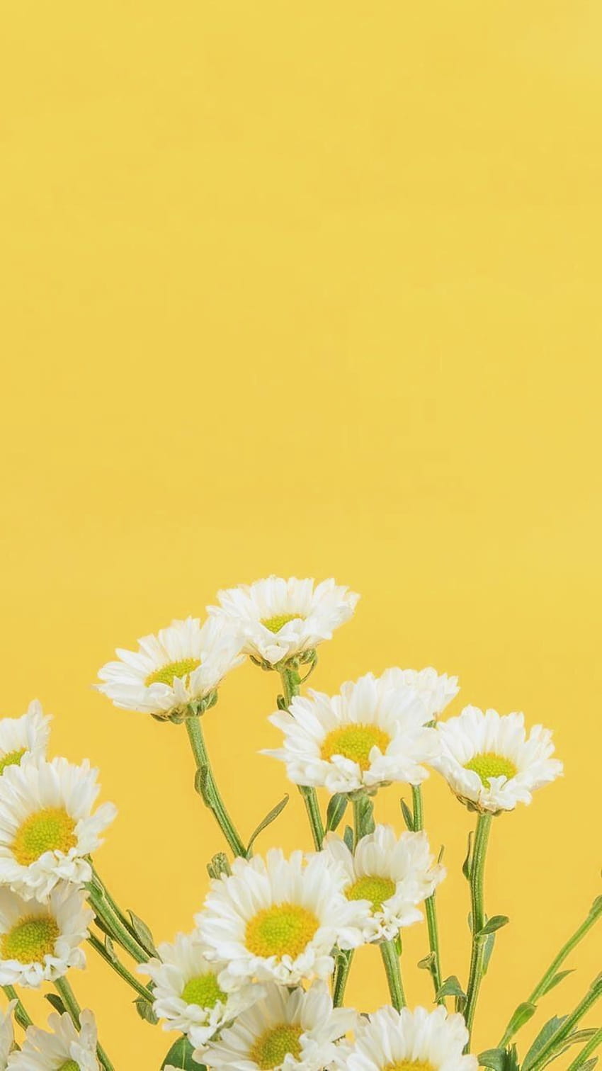 Daisies Flowers iPhone 5s  iPhone Spring Daisy HD phone wallpaper  Pxfuel