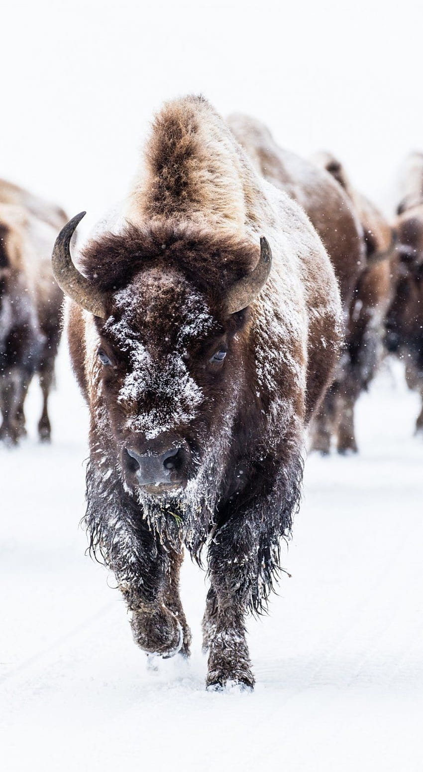 Buffalo iPhone, fighting bison HD phone wallpaper