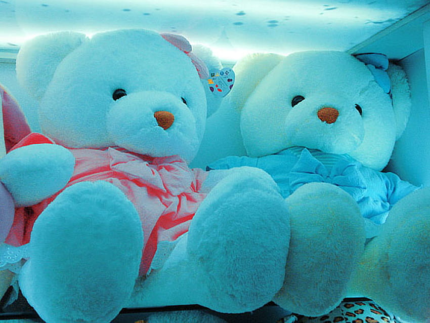 Cute Teddy Bear Couples, teddy couple HD wallpaper | Pxfuel