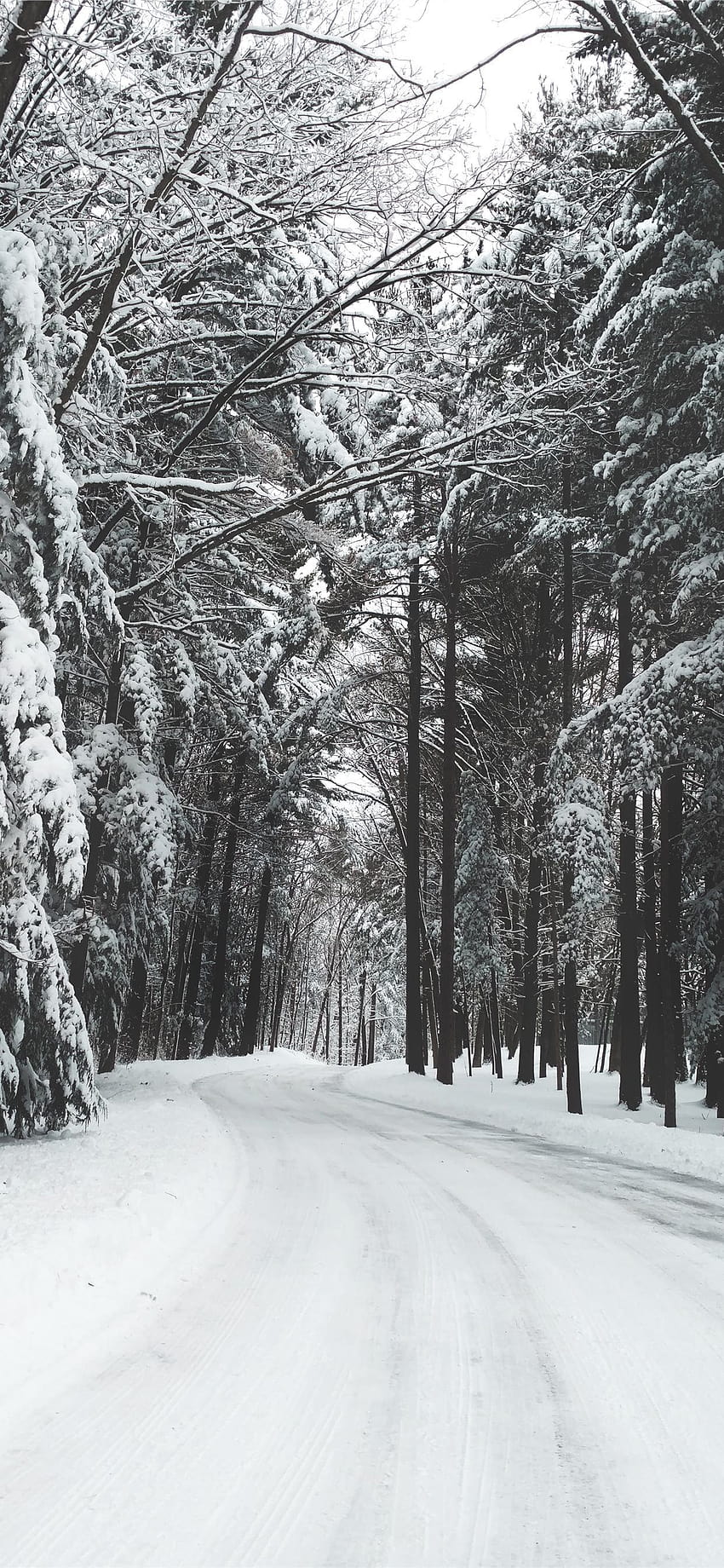 road surrounded by trees during winter iPhone X, white winter trees HD phone wallpaper