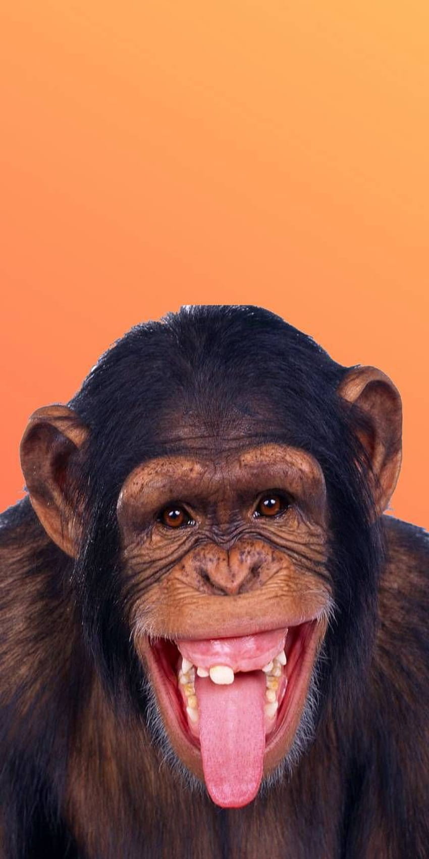 Monkey by connormatthews374117, monkey face HD phone wallpaper