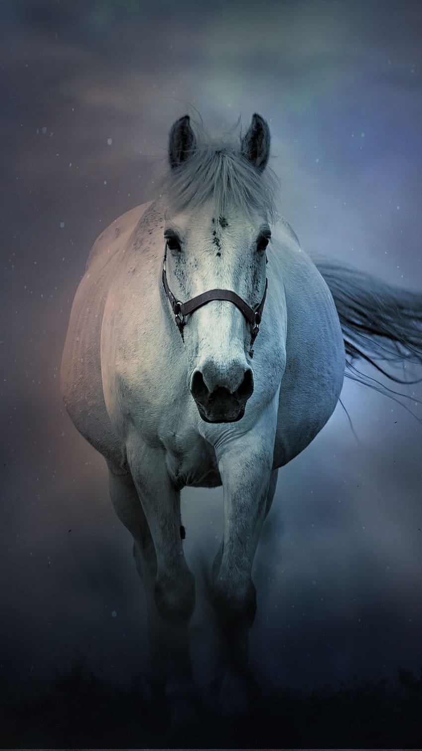 White Horse Running Ultra Mobile, bianco puro Sfondo del telefono HD