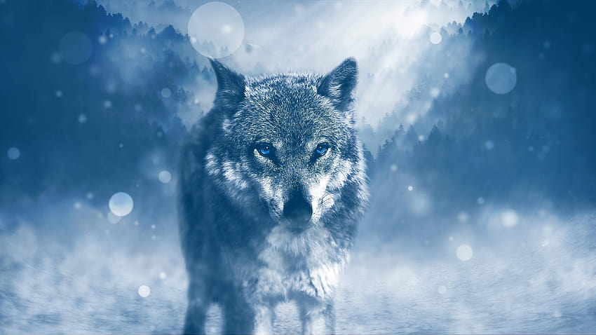 青い目をしたオオカミ、青いオオカミの目 高画質の壁紙