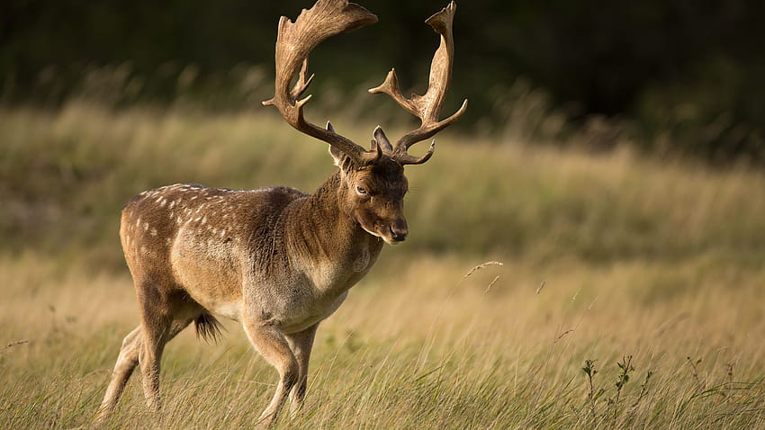 Fallow dear hunt in Romania ı Hunting fallow dear, european fallow deer ...