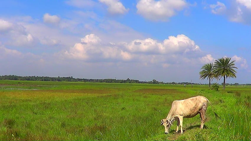 bd, użytki zielone, pastwiska, dzika przyroda, środowisko naturalne, wypas, przyroda bangladeszu Tapeta HD