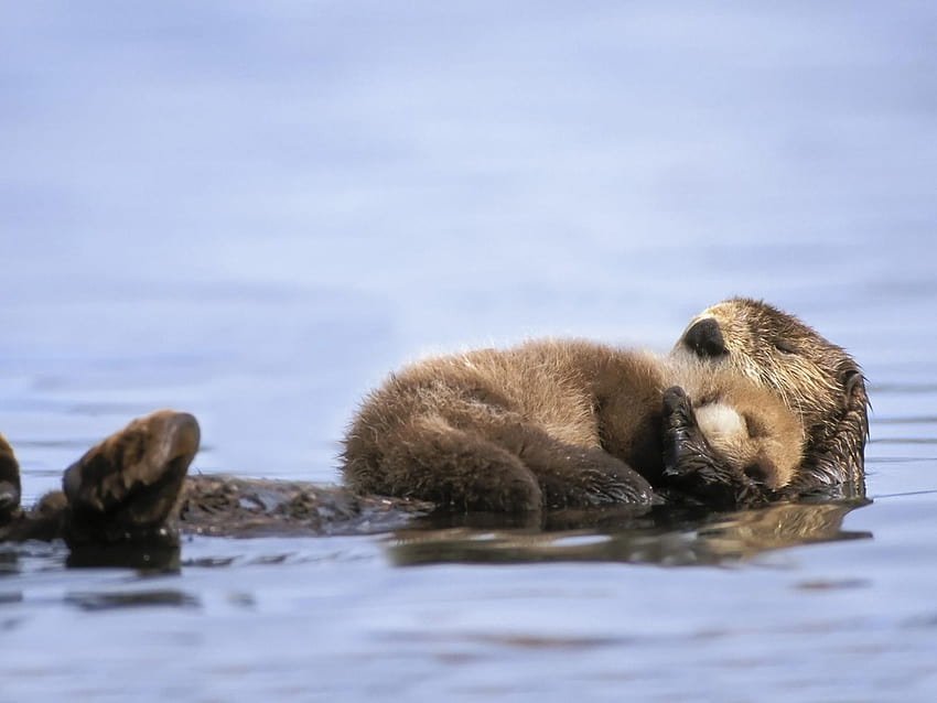 Animals alaska otters gulf baby sea, snuggling HD wallpaper