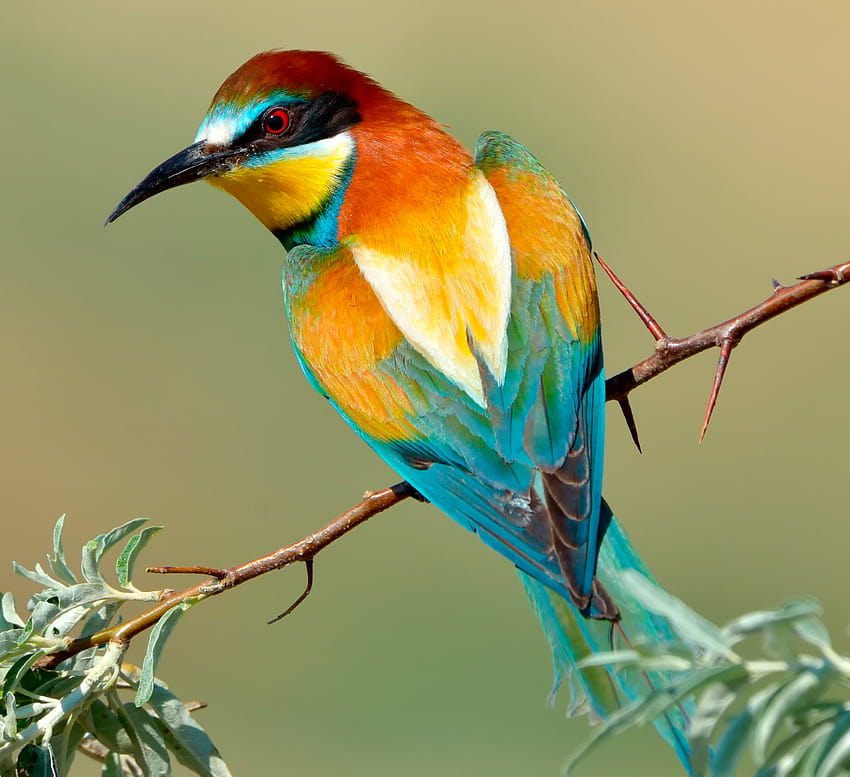 ▷▷ Discover the World's Most Beautiful Exotic Birds HD wallpaper