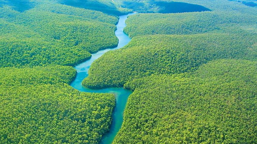 Selva amazónica, selva amazónica brasil fondo de pantalla