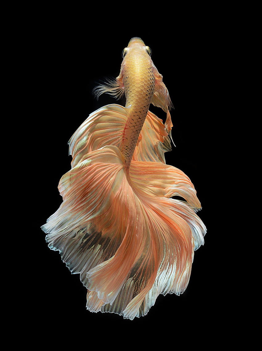 Siamesische Kampffische, Betta-Fische auf schwarzem Hintergrund HD-Handy-Hintergrundbild