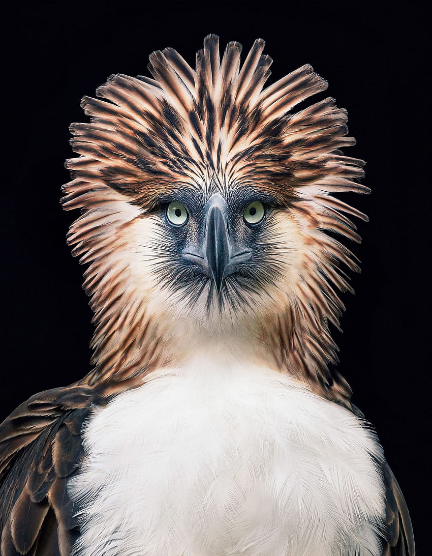 Mixed, philippine eagle HD phone wallpaper