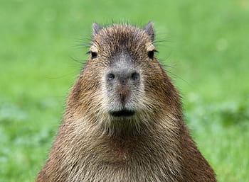 ok i pull up capybara  YouTube