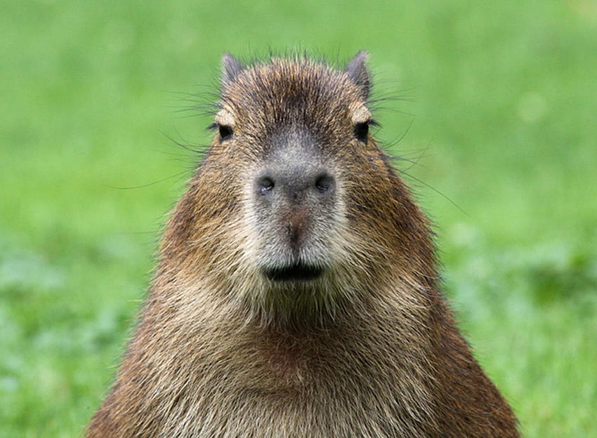 Capybara HD wallpaper