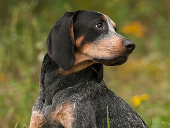 Bluetick Coonhound Puppy HD wallpaper | Pxfuel