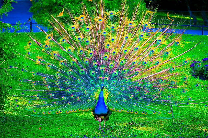 peacock paradise HD wallpaper