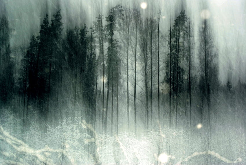 Creepy Forest, winter spooky HD wallpaper