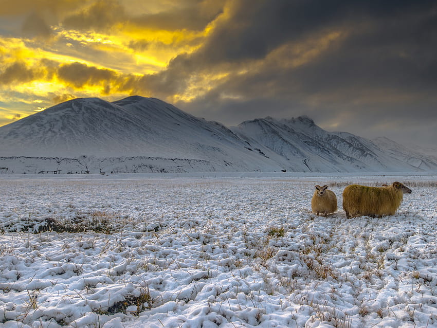 Iceland, highlands, snow, goats, mountains, dusk 1920x1440 , winter highlands HD wallpaper