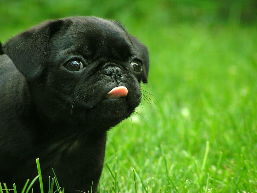Black Puppy Cute Pug HD wallpaper