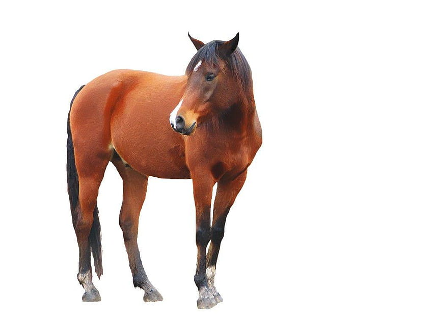Page 3 | horse with white background HD wallpapers | Pxfuel