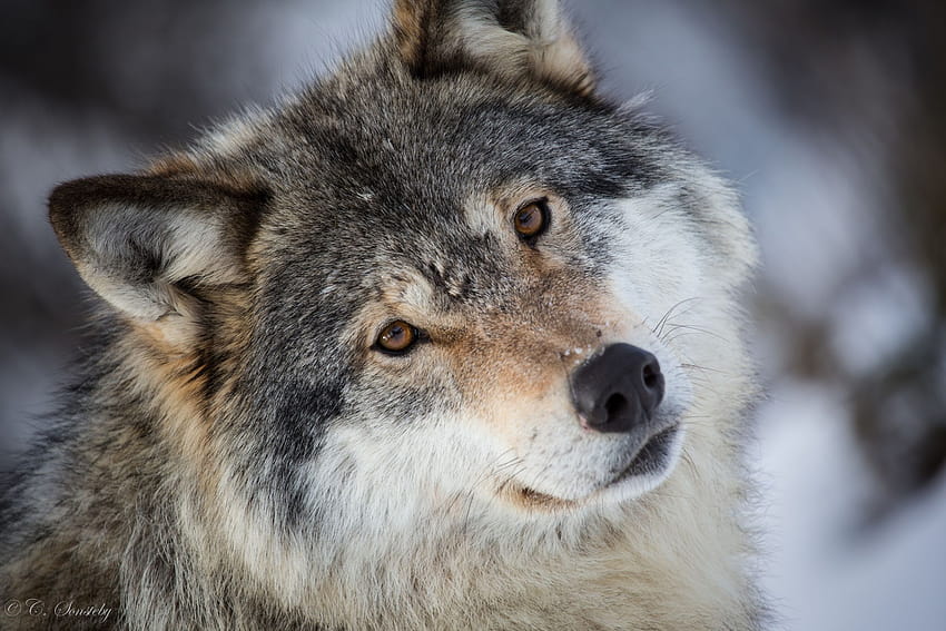 Wolf, grauer Wolf, Gesicht, Augen, Porträttiere, graue Wölfe HD-Hintergrundbild