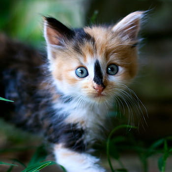 Calico cat HD wallpapers  Pxfuel