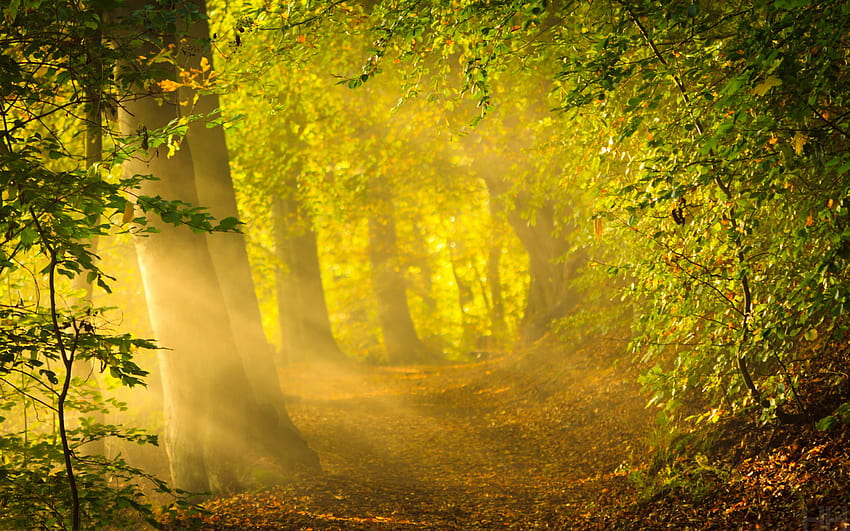 Enchanted forest path, the enchanted path HD wallpaper | Pxfuel