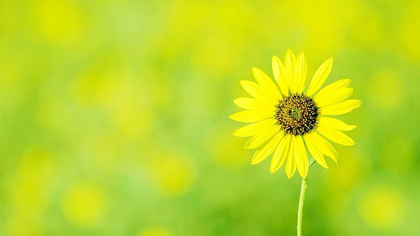 Fleurs Fleur de soleil simple, fleur simple Fond d'écran HD