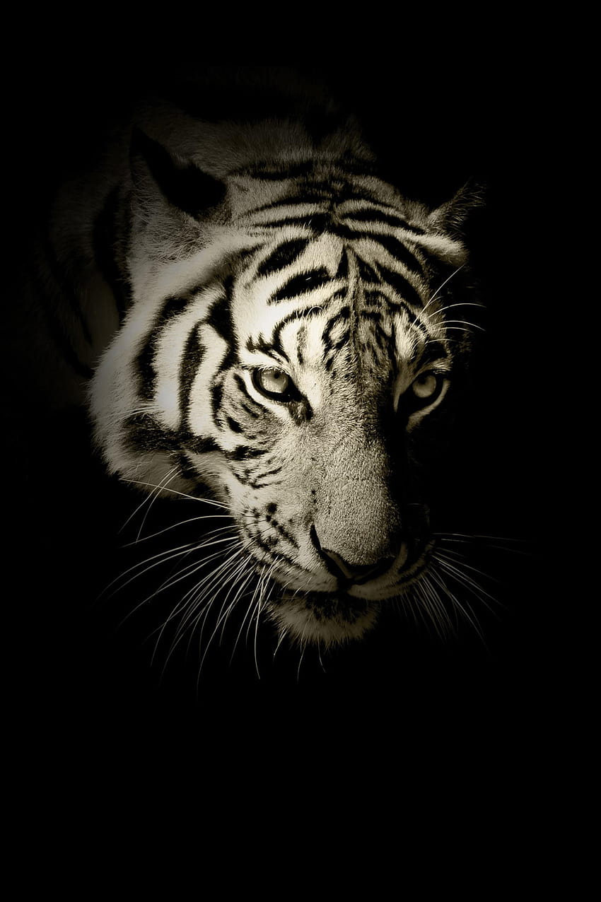 AMOLED Animal, amoled tiger HD phone wallpaper | Pxfuel