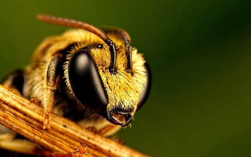 Honey Bee Green Backgrounds Nature Pinterest, abeille esthétique Fond d'écran HD