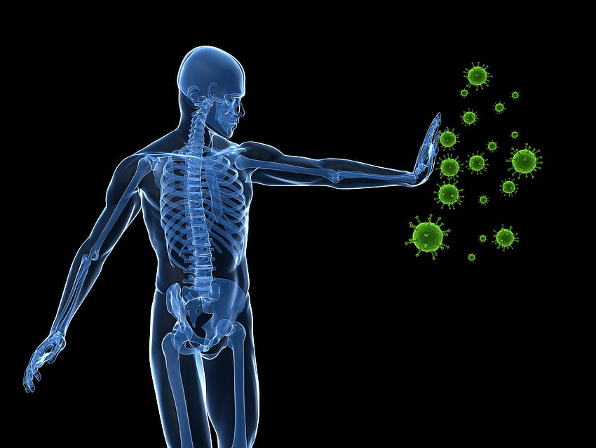 免疫関連疾患に対する免疫システムの健康のヒント [1600x1200] 、モバイル & タブレット、 高画質の壁紙