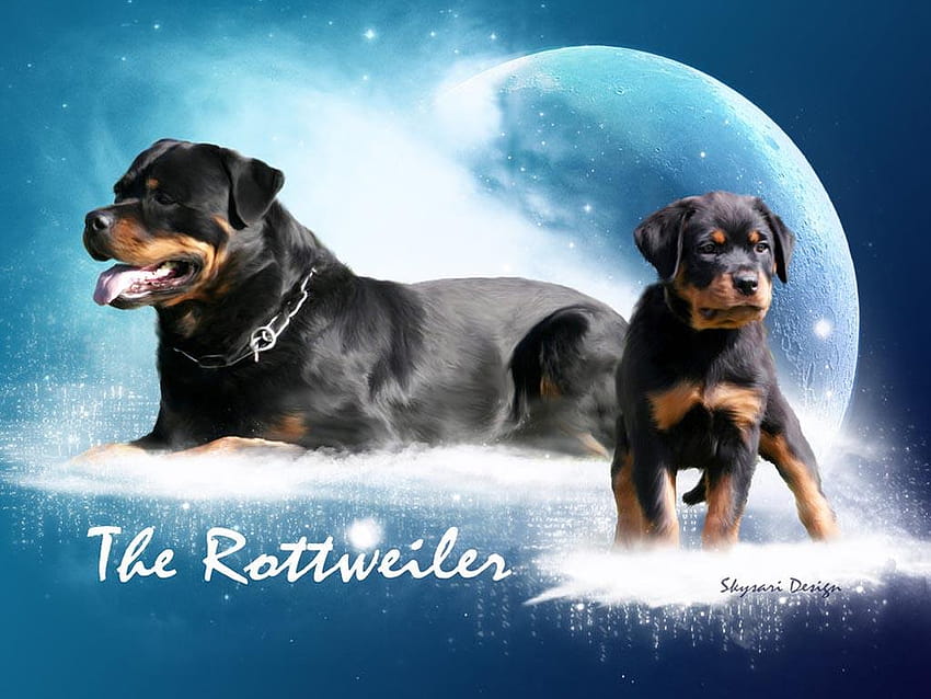 Simpatico cucciolo di Rottweiler Sfondo HD