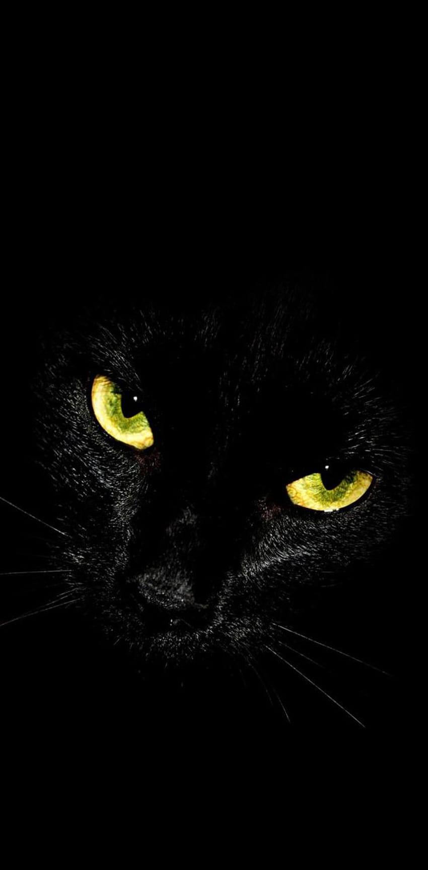Black cat by pfyre, cat phone aesthetic HD phone wallpaper