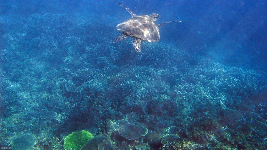 Nature: Turtle on the Great Barrier Reef, nr, great barrier reef marine park HD wallpaper