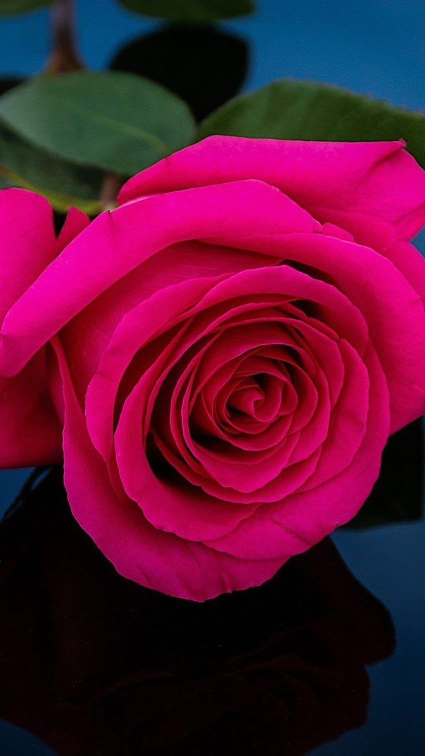 Light and Dark Pink Roses