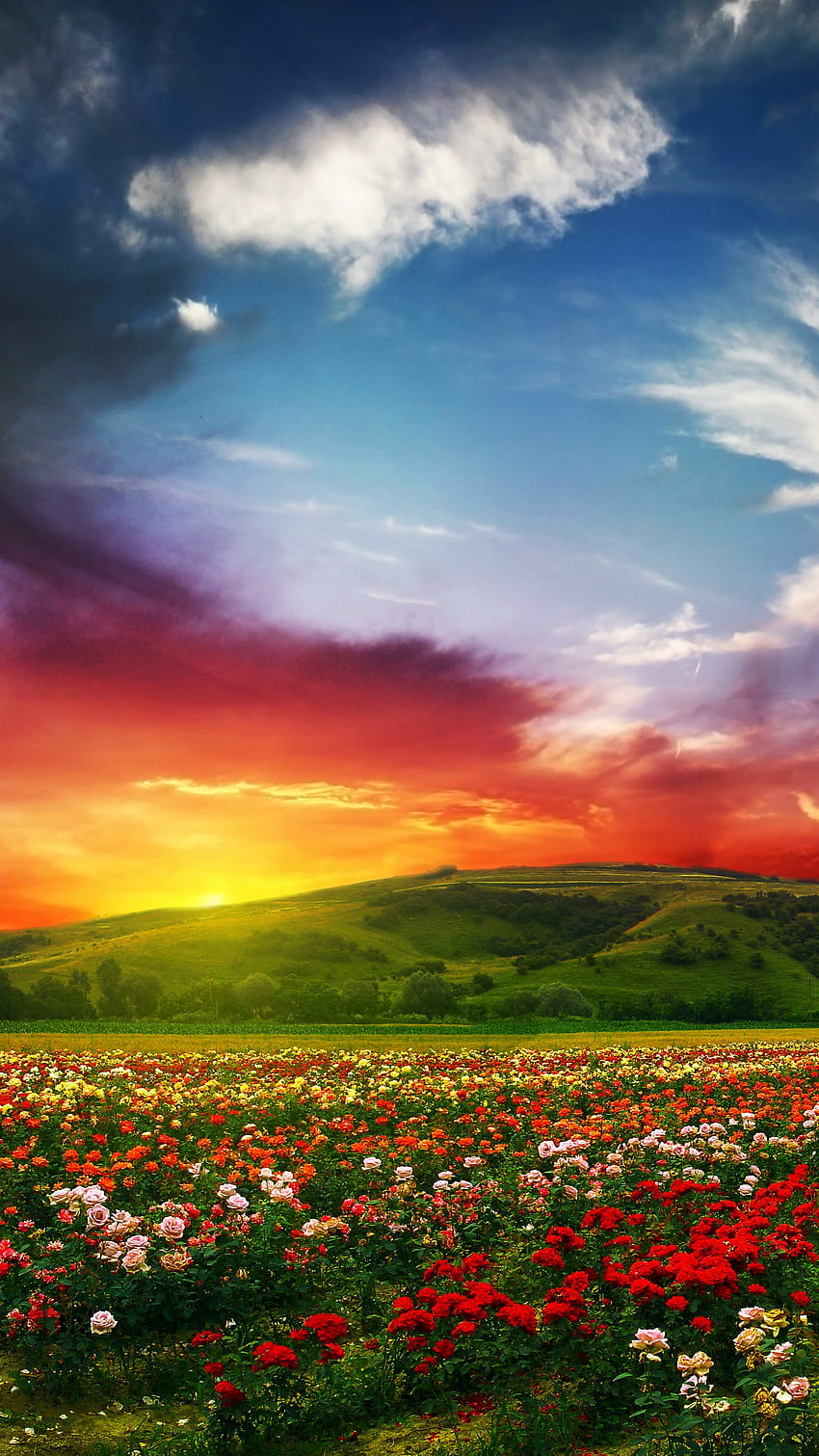 Indien, Tal der Blumen, Wiesen, Rosen, Blumenwiese und Sonnenuntergang HD-Handy-Hintergrundbild