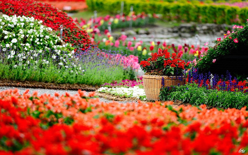 Summer Garden Decor Ideas Country Rose Nature HD-Hintergrundbild