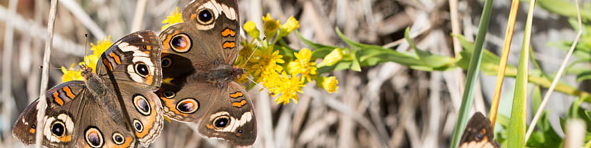 Summer Butterfly Guide – L'Accademia di Scienze Naturali, l'estate delle farfalle gialle Sfondo HD