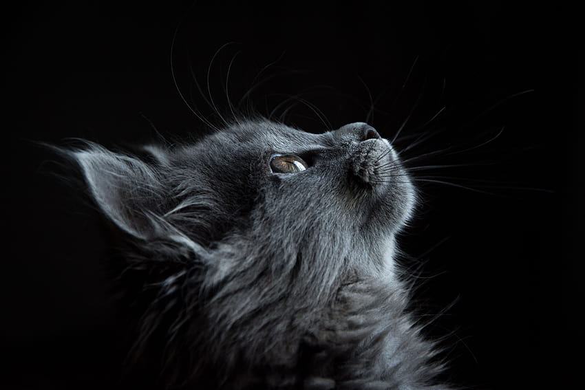 of Gray Cat Looking Up Against Black Backgrounds · Stock, gray cats HD wallpaper