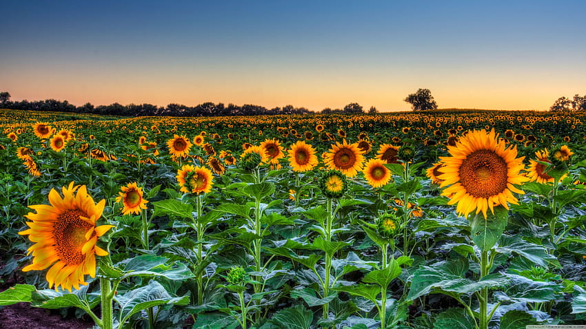 Sunflower Field Sunset Ultra Backgrounds for U TV : & UltraWide & Laptop : Multi Display, Dual Monitor : Tablet : Smartphone HD wallpaper