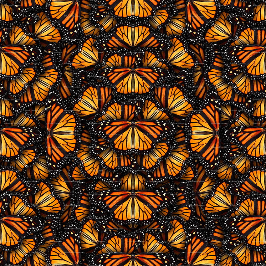 Купища оранжеви пеперуди монарх, пеперуда монарх HD тапет за телефон
