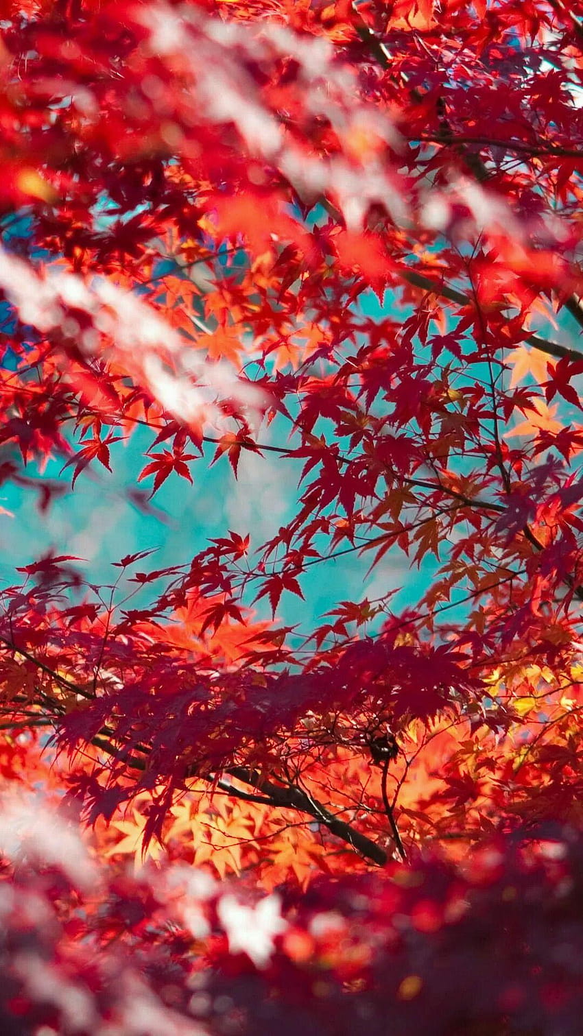Hermoso iPhone de hojas de arce rojas. Toca para ver, otoño de 2019 fondo de pantalla del teléfono