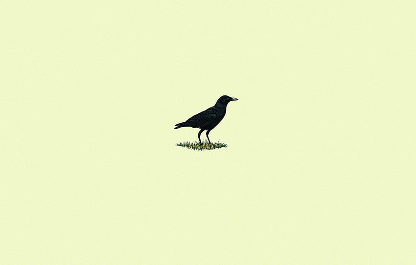 herbe, oiseau, noir, minimalisme, corbeau, fonds clairs, section минимализм Fond d'écran HD