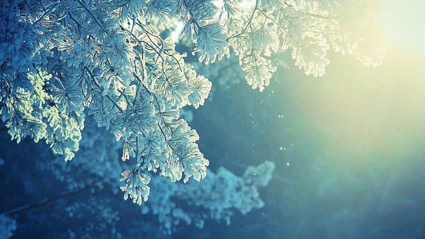 : sunlight, trees, water, nature, reflection, sky, snow, winter, branch, blue, ice, cold, frost, zing, light, tree, leaf, flower, season, atmospheric phenomenon, woody plant 1920x1080, frost trees leaves branches HD wallpaper