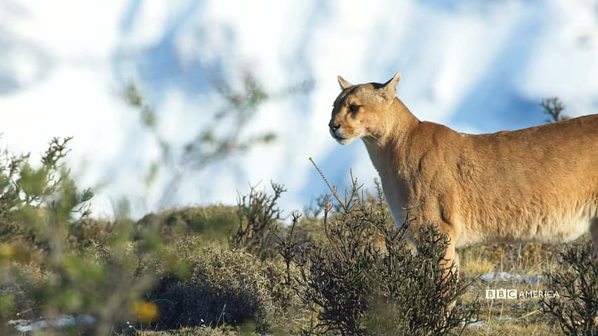 Erster Dreh: Erfolgreiche Puma-Jagd, sieben Welten, ein Planet HD-Hintergrundbild