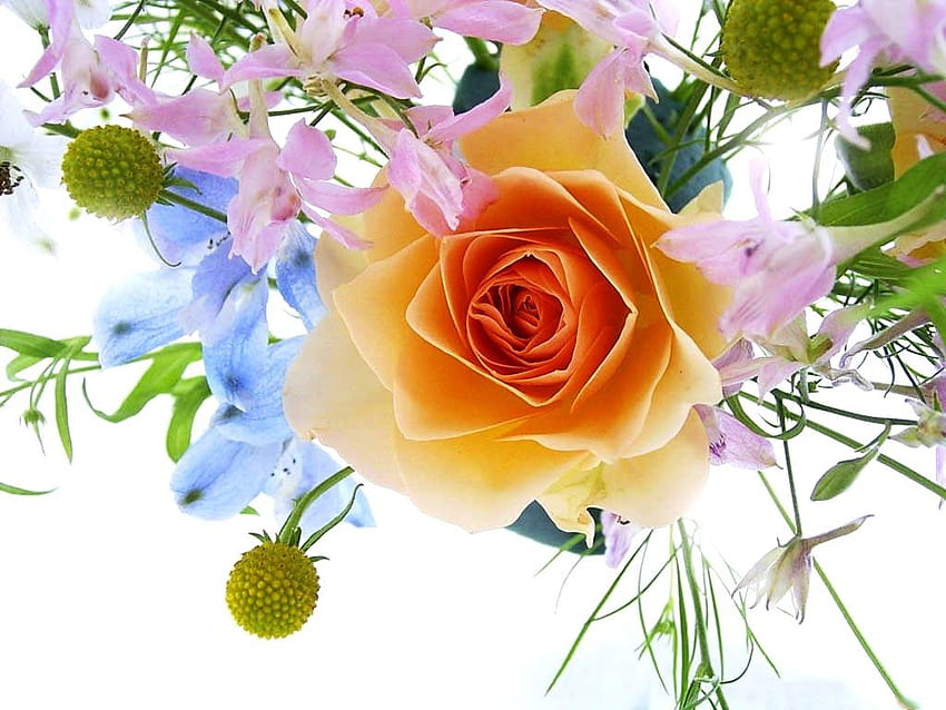 Niesamowite kwiatów Piękna , grupa Tapeta HD