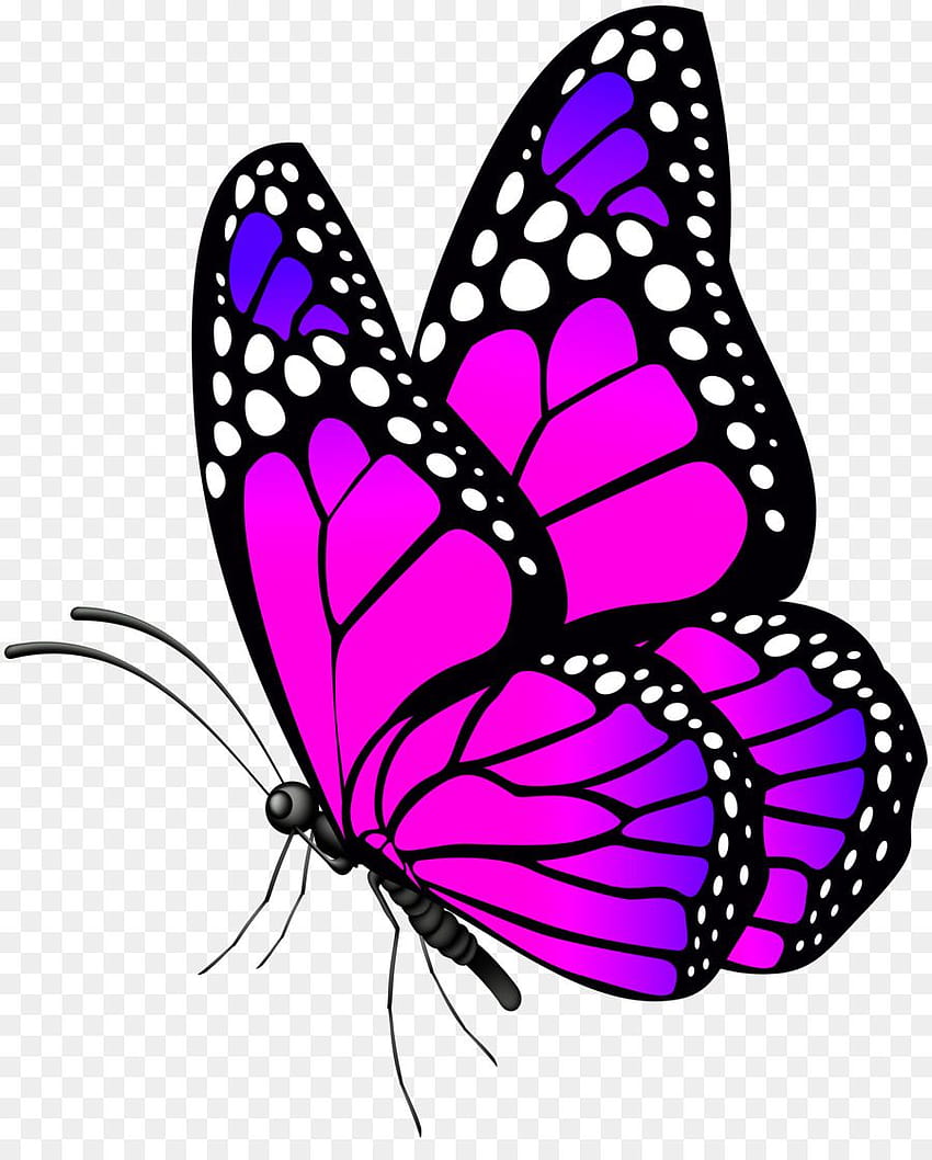 Butterfly Png & Butterfly .png Transparent HD phone wallpaper