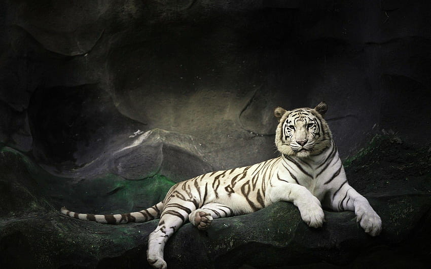 Бели тигри, широкоекранни 3d тигри HD тапет