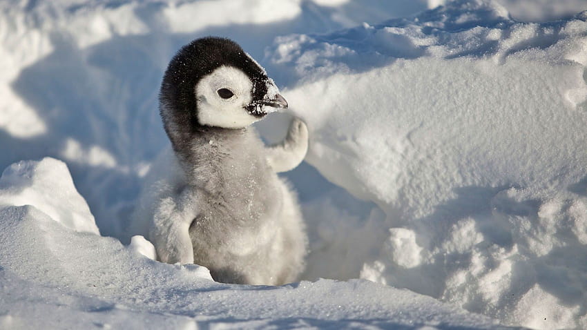 ลูกเพนกวินน่ารักในหิมะ ลูกเพนกวิน วอลล์เปเปอร์ HD