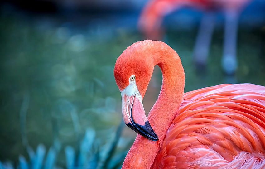 birds, background, portrait, Flamingo, wildlife, bright plumage, pink flamingos, child of sunset , section животные, sunset flamingos HD wallpaper