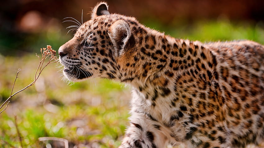 Leopard, cub, eyes, grass, walk, Animals, cub watch HD wallpaper