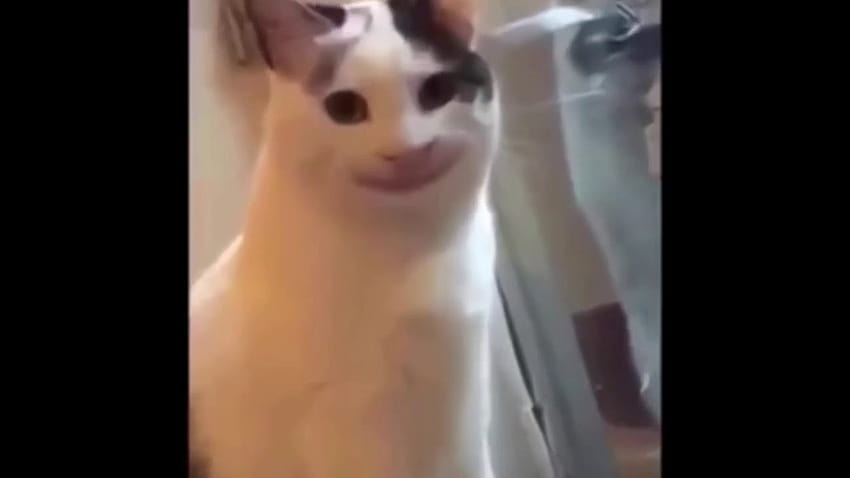 Höfliches Katzen-Dank-Meme HD-Hintergrundbild